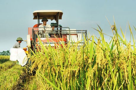 Расширение рынков и повышение экспортной стоимости сельхозпродукции Вьетнама - ảnh 1